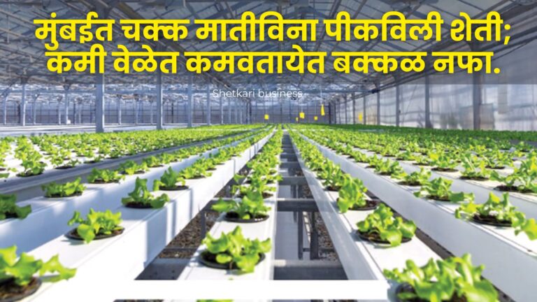 कमी जागेत जास्त उत्पादन देणारी मुंबईतील हायड्रोपोनिक्स शेती: Hydroponic farming in 2024