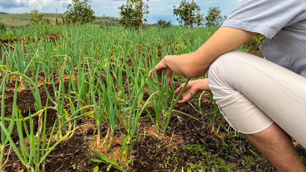 onion farming